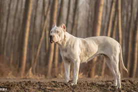 世界十大烈犬最新排名，中国两只狗上榜图片