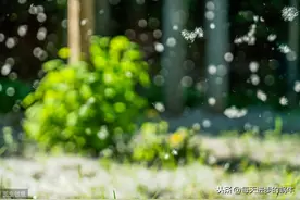 《晚春》唐·韩愈 春天的古诗词（20）有声朗读图片