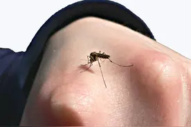 夫妻俩把蚊子当成宠物养，数量超过百万，还建立了“野生蚊子保育会”图片