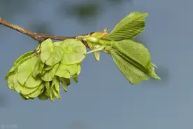 三叔公说：人生的幸福，不过是三种需求而已，有道理图片