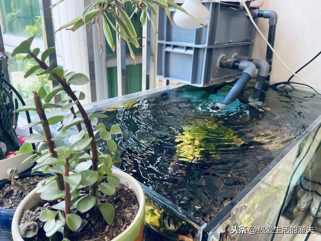 鱼缸水有腥味怎么处理？