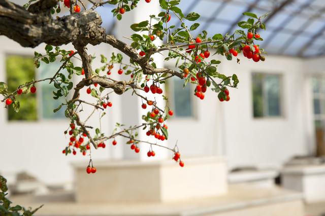 鏋告潪鏄挀椴奔鐨勨€滅楗碘€濆悧锛熶粠杩欏嚑鐐瑰垎鏋愭灨鏉炰綔閽撻搏楸肩殑鍙鎬? onerror=