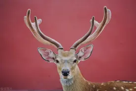 梅花鹿的鹿茸为何要锯掉，它们会疼吗？鹿茸割掉后还能长回来吗？图片