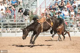 赛马师的风光背后：月入20万降到5、6千，与马同住一身怪味，有人肚子被踢穿，浑身都是骨折图片
