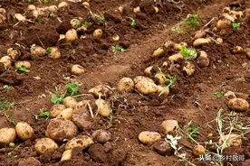 40万斤卖不掉，8万斤烂到地里，5毛一斤没人要，农民怎么办？图片