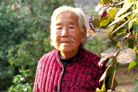 九旬奶奶把院子种成果园和菜园，八旬侄儿给九旬婶娘上墙摘豆角图片