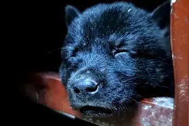 辟谣：中华田园犬不用注射疫苗？感染传染病和狗狗品种没有关系图片