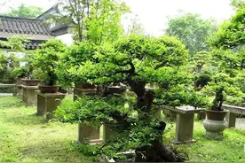盆景浇水原来还有这么多讲究？通常用什么水来浇花比较合适呢？图片