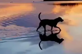 夕阳下在海边散步的狗子，悠然自在地很会享受生活图片