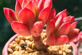 比火祭还红的多肉红稚莲，养成老桩太美了，牢记5要点，火红灿烂图片