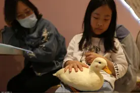 王思聪同款宠物鸭长啥样？肤白貌美，一只鸭子一万五图片