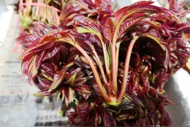 苹果间作香椿，种植方法既简单又方便，不妨学习一下图片
