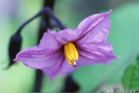 茄子只开花不结果，不仅仅是因为缺硼，了解全部诱因高效解决问题图片