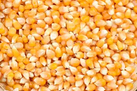 玉米粒和玉米面喂羊哪个好？困扰养殖户多年的问题，答案在这里图片