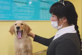 狗狗遭遇车祸，手术后醒来伸爪子跟医生击掌，汪：小场面别慌图片