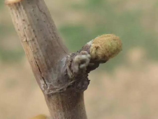 葡萄伤流，像是葡萄在“流泪”，让人心疼！这样做，完全可以避免