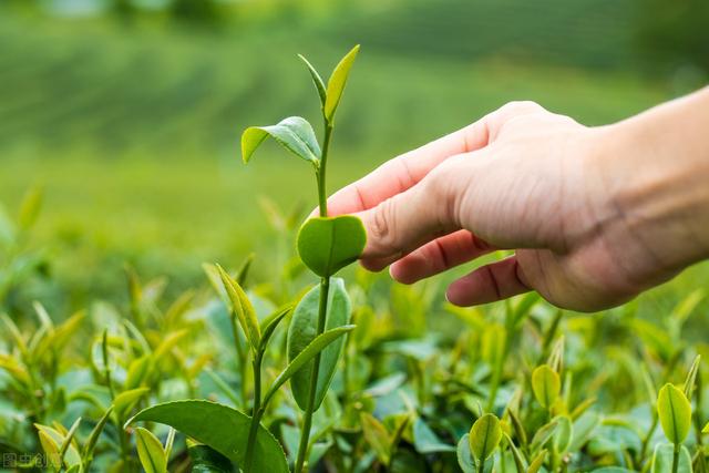 鍑ゅ簡婊囩孩鑼舵垚涓轰腑鍥藉嚭鍙ｇ孩鑼朵腑鐨勪郊浣艰€咃紝涓昏鍥犱负杩欏嚑鐐癸紵