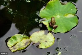 赵师秀《约客》生活气息较浓，又摆脱了雕琢之习，清丽可诵图片