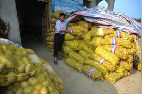 土豆上市卖不动，0.35元一斤没人收，今年的行情是怎么了？图片