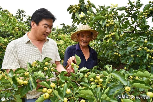 作物缺铁危害大！缺铁的原因、症状及铁肥的作用、使用方法要知道