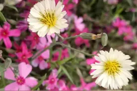 遇见多肉遇见美！对萌肉我真的没有一点抵抗力图片