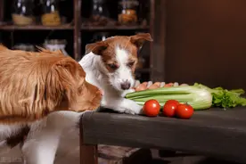 绝对不能给狗狗吃6种的食物清单，你知道几种呢？图片