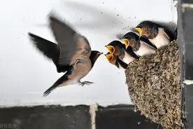 家有燕窝，四只小燕子，两只大燕子，大燕子正勤劳地哺育小燕子图片