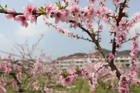 油菜花、郁金香、茶园、桃花、樱花开了，诸暨乡村赏花小攻略在此图片