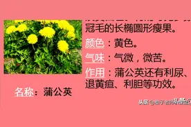 三年级下第一单元习作，和老师轻松学习作！《我的植物朋友》图片
