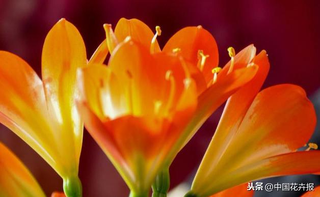教师节到了！能送给老师的除了鲜花束，还有这几种花