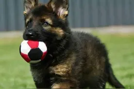 泰迪太吵，想养忠诚护主的德国牧羊犬？德牧可比泰迪难养得多图片