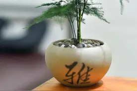 文竹黄叶？那是你“犯忌”了，否则想见个黄叶都难图片