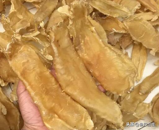 蜘蛛肚花胶药用价值 蜘蛛花胶的功效与作用