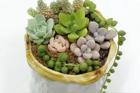 萌萌的多肉与诗词图片