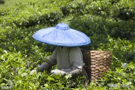 春蚕养殖结束后，养殖户该如何做好桑园管理？有必要做好5个要点图片