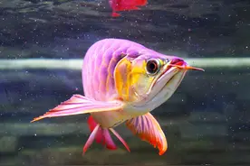 别听水族店老板的！连鱼带缸一起买回家，观赏鱼大多活不过27天图片