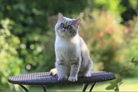 小动物呕吐症的诊断和治控措施图片