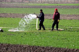 小麦春季浇水的智慧：一水晚，二水赶，三水看！图片