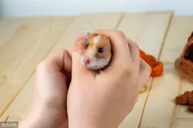 四季适合宠物鼠的营养食物图片