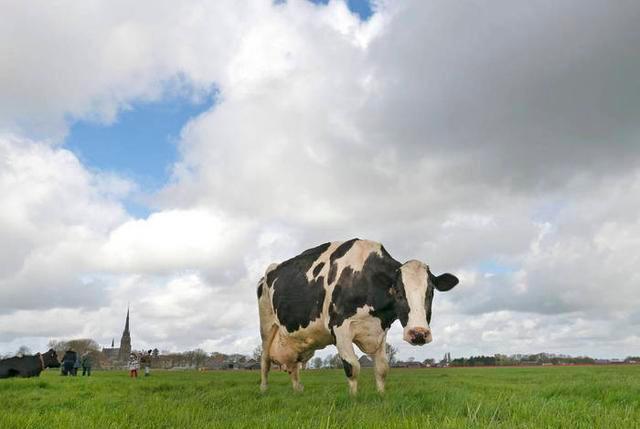 舌尖上的安全（8）——解读牛奶中的β-内酰胺酶