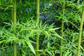 院子里种竹子好？花友：一朝种竹，十年挖根图片