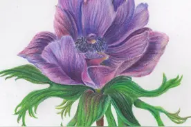彩铅 | 画一朵美丽的银莲花图片