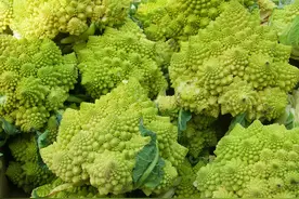 花椰菜主要栽培及病虫害防治技术，早知早受益，建议收藏图片