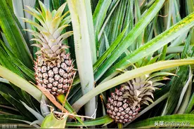 菠萝的栽培技术，这些工作一定要做好，果农们要注意咯图片