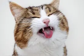 表情喵 Rexie 快来收获一大波猫猫表情包图片