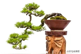 山松“盆景”成型前后养护大不同，注意这些细节，更快成型图片