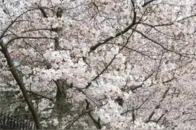 花期提前！中山公园早樱预计4月初开放，最全赏樱指南来了图片
