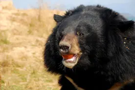 长白山猎熊历险记（1）猎人上了黑社会贼船，贪婪中输掉老婆图片