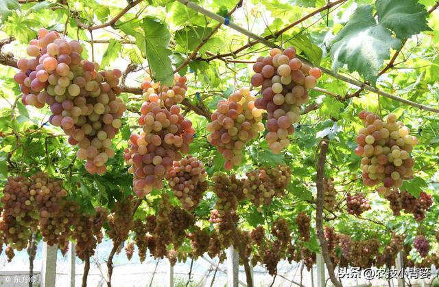 葡萄为什么必须补钙？什么时间补？如何补？用什么方法、什么肥？