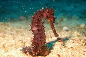 潜水和潜水考证的那些事——科普贴，多图预警图片